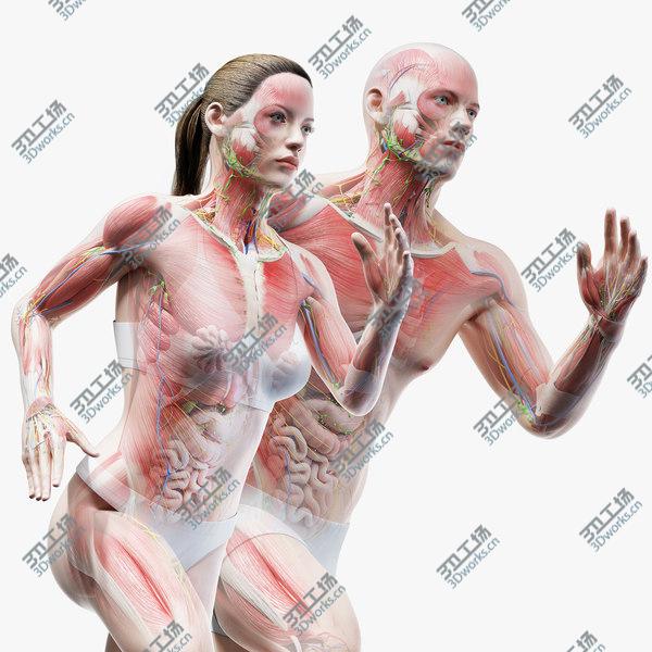 images/goods_img/20210312/Full Male And Female Anatomy Set (Blender Rigged) 3D model/1.jpg